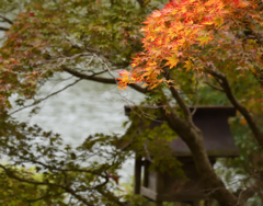 紅色始まり
