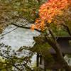紅色始まり
