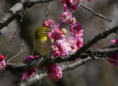蜜が好物