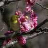 蜜が好物