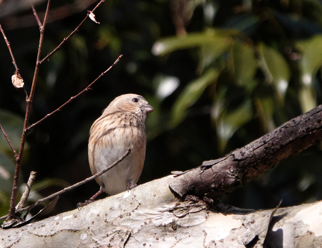 ベニマシコ♀
