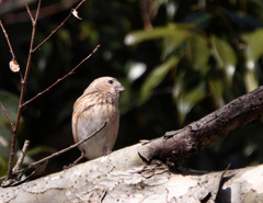 ベニマシコ♀