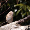 ベニマシコ♀