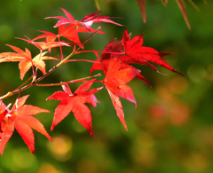 紅葉