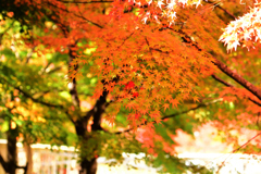 紅色