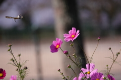 花と蝶,　退散