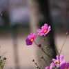 花と蝶,　退散