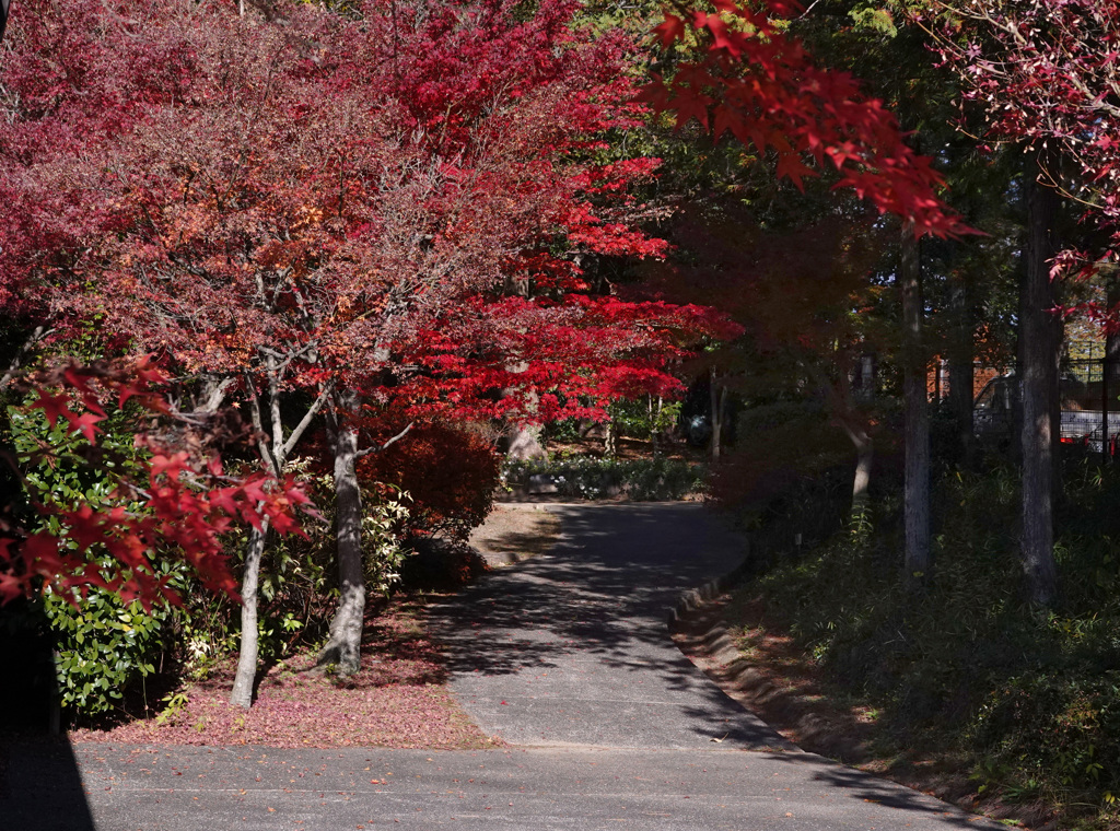 小道と紅葉