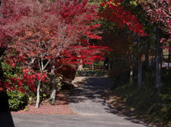小道と紅葉
