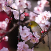 ウメジロー