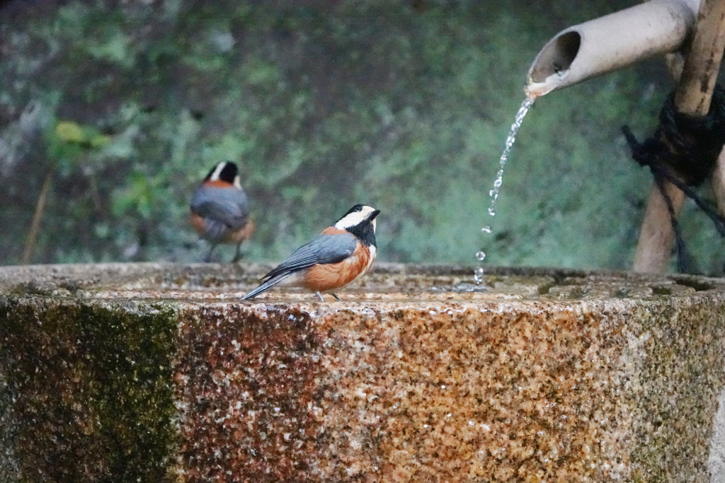 水を飲む