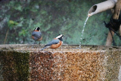 水を飲む