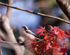 エナガ紅葉ー4