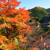 湖面の色ずき
