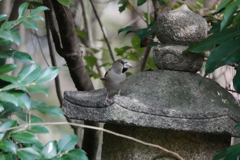 見張りのシメ