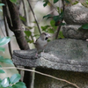 見張りのシメ