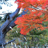 ススキと紅葉