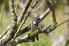 梅林の謎の鳥