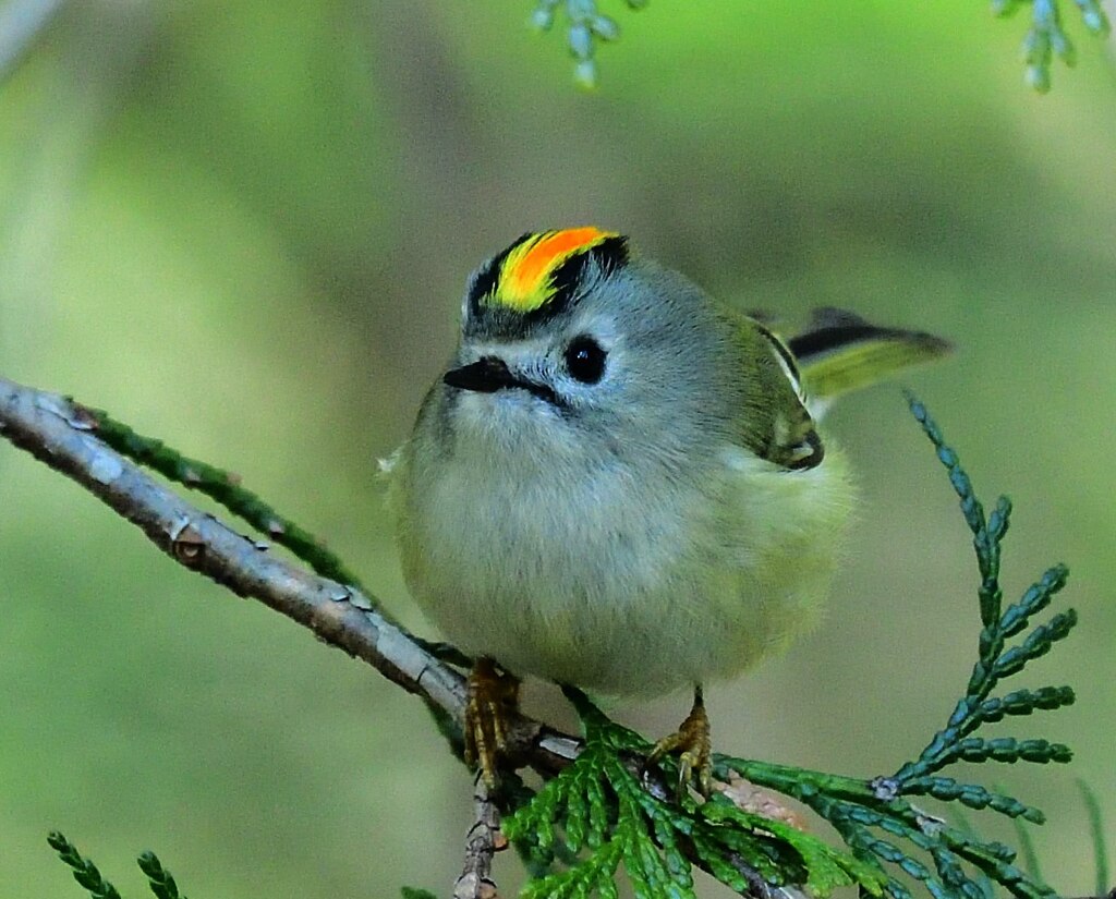 キクモヒカン