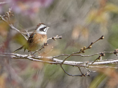 ホウジロ
