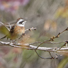 ホウジロ