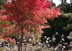 ススキと紅葉