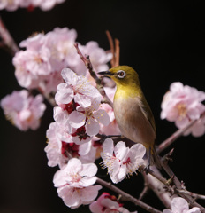 背伸びして