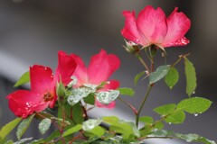 家のつる薔薇（満開）