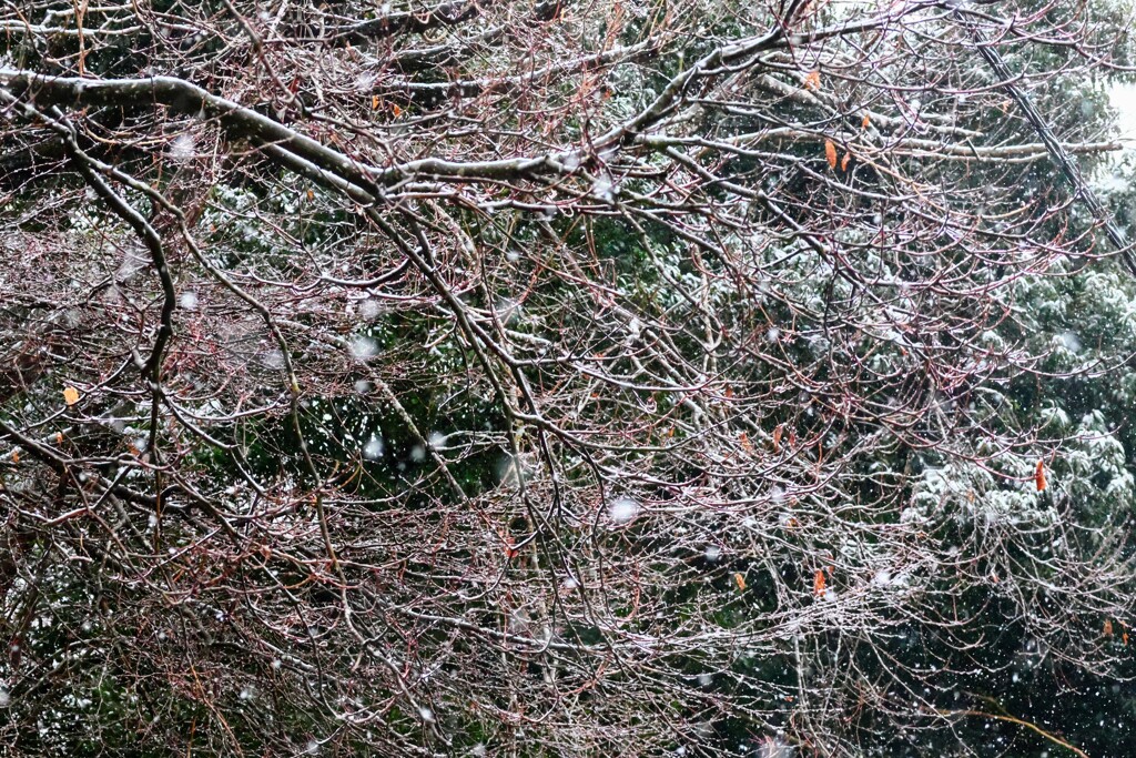 ３月なのに雪が