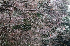 ３月なのに雪が