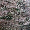 ３月なのに雪が