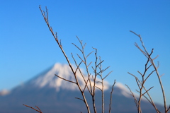 冬
