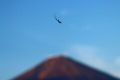 蜘蛛が雲に…