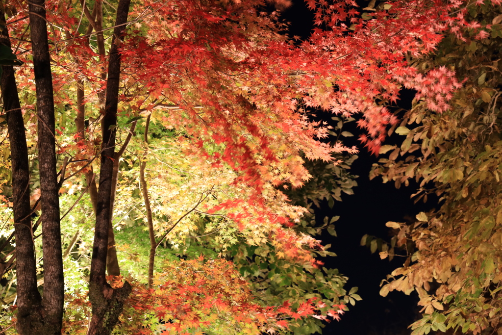 白糸の滝紅葉20231123