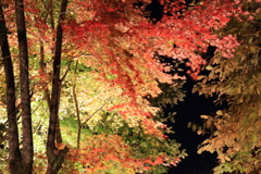 白糸の滝紅葉20231123