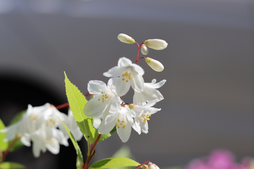 うつぎの花