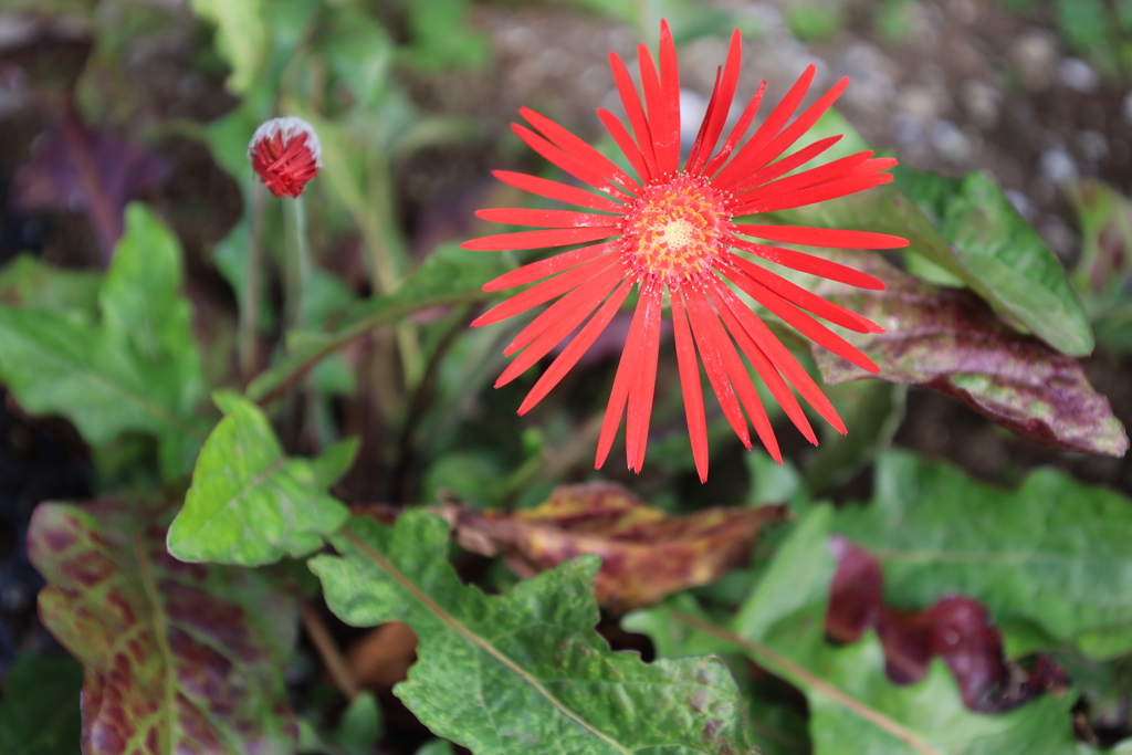 我が家のガーベラ20231125