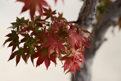 我が家の紅葉20231125