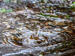 水たまり