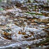 水たまり