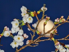 月花見
