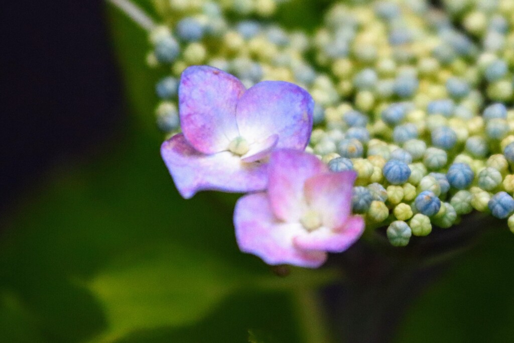 家の紫陽花