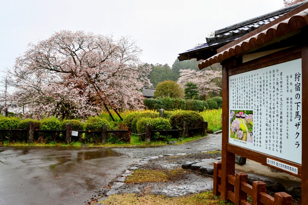 狩宿の下馬桜