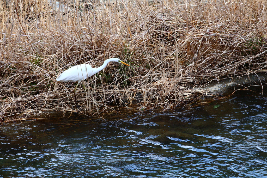 しらさぎさんロックオン