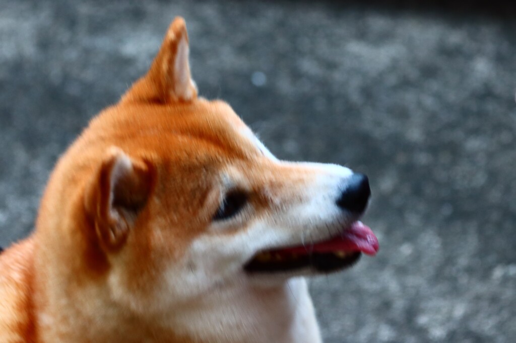 ご近所のわんちゃん