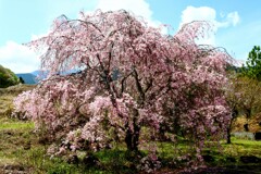 名も無きしだれ桜