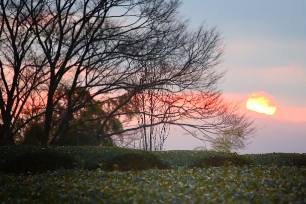 笹場に沈む太陽