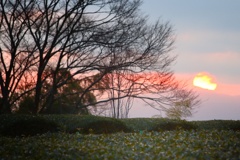 笹場に沈む太陽