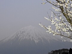 けむる白富士に白梅