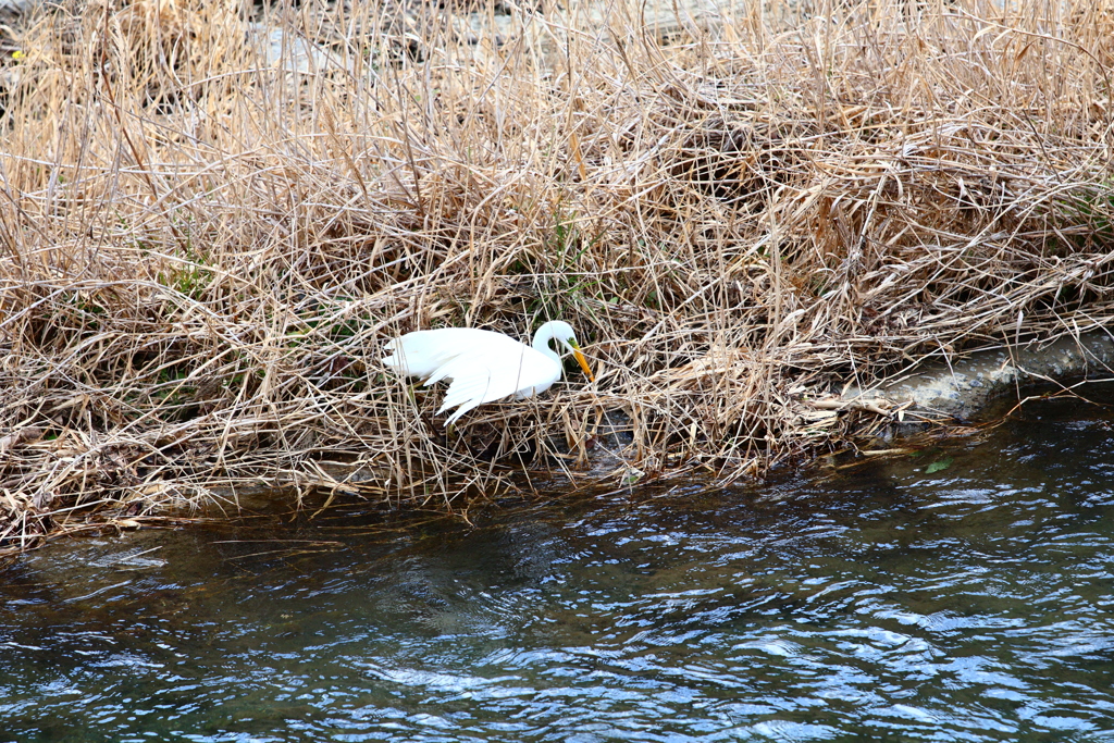 しらさぎさんお魚ゲット